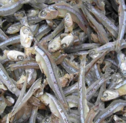 Khô cá Cơm Nhiều Nắng