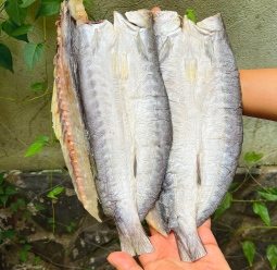 Khô cá Nhồng biển Nhiều nắng